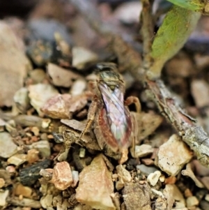 Lasioglossum (Homalictus) punctatus at Aranda, ACT - 26 May 2022