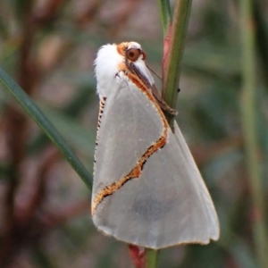 Thalaina selenaea at Aranda, ACT - 25 May 2022