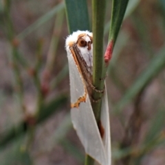 Thalaina selenaea at Aranda, ACT - 25 May 2022 03:20 PM