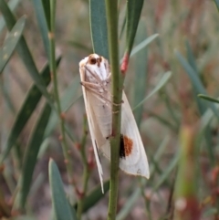 Thalaina selenaea at Aranda, ACT - 25 May 2022