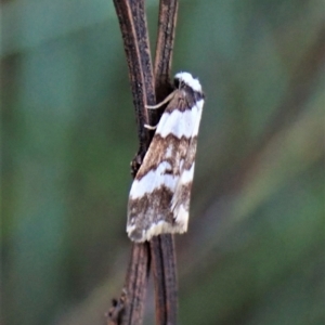 Halone sejuncta at Aranda, ACT - 3 May 2022 02:41 PM