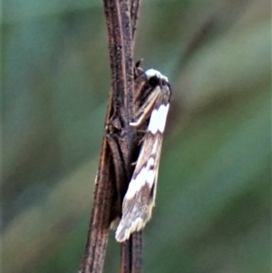 Halone sejuncta at Aranda, ACT - 3 May 2022 02:41 PM