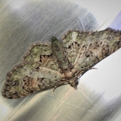 Chloroclystis catastreptes (Green and Brown Carpet) at Cook, ACT - 2 May 2022 by CathB