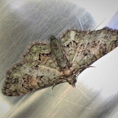 Chloroclystis catastreptes (Green and Brown Carpet) at Cook, ACT - 2 May 2022 by CathB