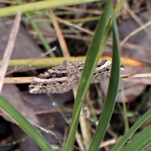 Chrysolarentia subrectaria at Aranda, ACT - 28 Apr 2022