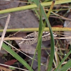 Chrysolarentia subrectaria at Aranda, ACT - 28 Apr 2022