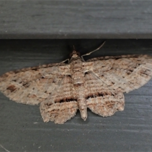 Xanthorhoe anaspila at Cook, ACT - 26 Apr 2022