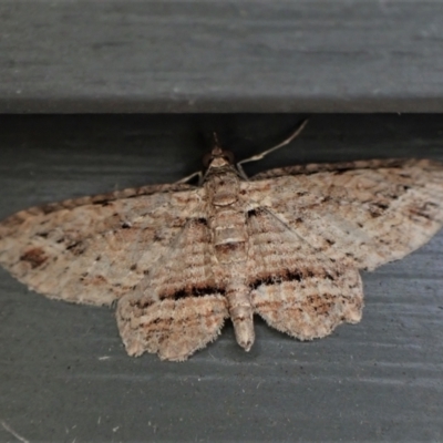 Xanthorhoe anaspila (Dark-patch Carpet) at Cook, ACT - 26 Apr 2022 by CathB