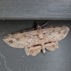 Xanthorhoe anaspila at Cook, ACT - 26 Apr 2022