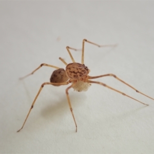 Scytodes sp. (genus) at Cook, ACT - suppressed