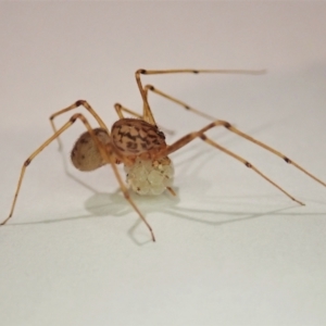 Scytodes sp. (genus) at Cook, ACT - suppressed