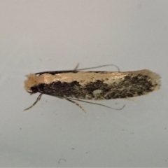 Monopis crocicapitella (Bird Nest Moth) at Cook, ACT - 9 Apr 2022 by CathB