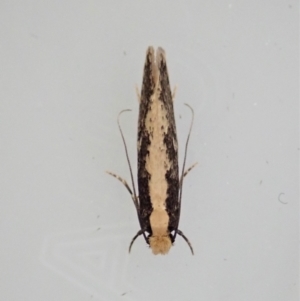 Monopis crocicapitella at Cook, ACT - 9 Apr 2022