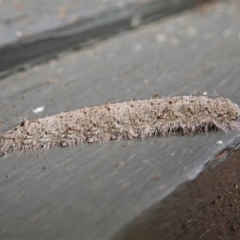 Lasiocampidae (family) immature (Lappet & Snout Moths) at Cook, ACT - 9 Apr 2022 by CathB