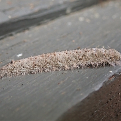 Lasiocampidae (family) immature (Lappet & Snout Moths) at Cook, ACT - 9 Apr 2022 by CathB