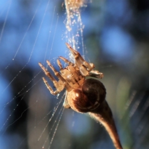 Arachnura higginsi at Molonglo Valley, ACT - 29 Apr 2022