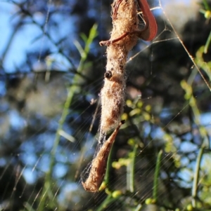 Arachnura higginsi at Molonglo Valley, ACT - 29 Apr 2022