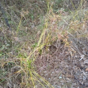 Cyperus eragrostis at Watson, ACT - 30 May 2022