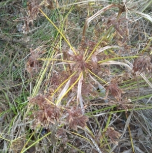 Cyperus eragrostis at Watson, ACT - 30 May 2022 11:03 AM