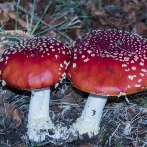 Amanita muscaria at Parkes, ACT - 16 May 2022