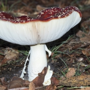 Amanita muscaria at Parkes, ACT - 16 May 2022