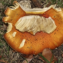 Amanita muscaria at Parkes, ACT - 16 May 2022