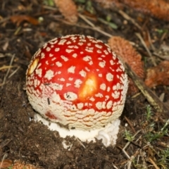 Amanita muscaria at Parkes, ACT - 16 May 2022