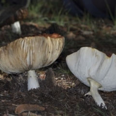 Amanita muscaria at Parkes, ACT - 16 May 2022