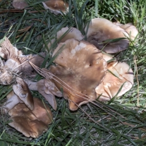 zz agaric (stem; gills not white/cream) at Yarralumla, ACT - 16 May 2022