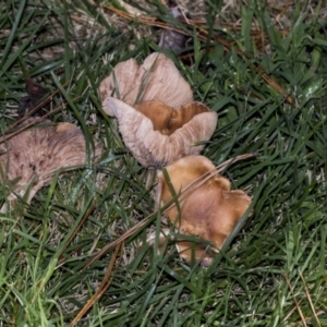 zz agaric (stem; gills not white/cream) at Yarralumla, ACT - 16 May 2022 11:26 AM