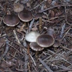 Unverified Cap on a stem; gills below cap [mushrooms or mushroom-like] at Yarralumla, ACT - 16 May 2022 by AlisonMilton
