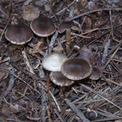 Unidentified Cap on a stem; gills below cap [mushrooms or mushroom-like] at Yarralumla, ACT - 16 May 2022 by AlisonMilton