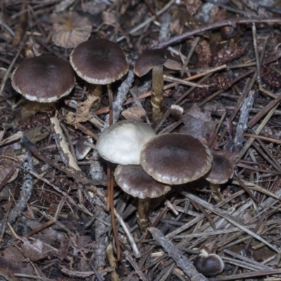 Unverified Cap on a stem; gills below cap [mushrooms or mushroom-like] at Yarralumla, ACT - 16 May 2022 by AlisonMilton