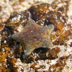 Parvulastra exigua (Rock pool seastar) at Tomakin, NSW - 29 May 2022 by MatthewFrawley