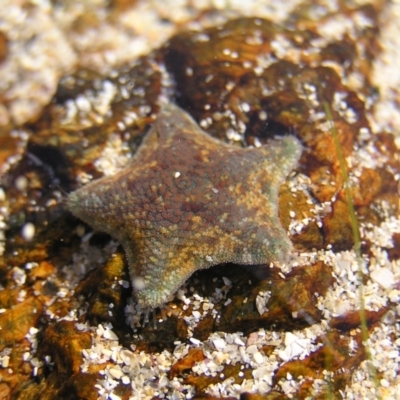 Parvulastra exigua (Rock pool seastar) at Batemans Marine Park - 29 May 2022 by MatthewFrawley