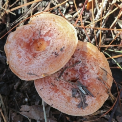 Lactarius deliciosus (Saffron Milkcap) at Yarralumla, ACT - 16 May 2022 by AlisonMilton