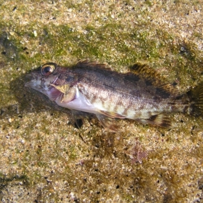 Unidentified Marine Fish Uncategorised at Batemans Marine Park - 29 May 2022 by MatthewFrawley