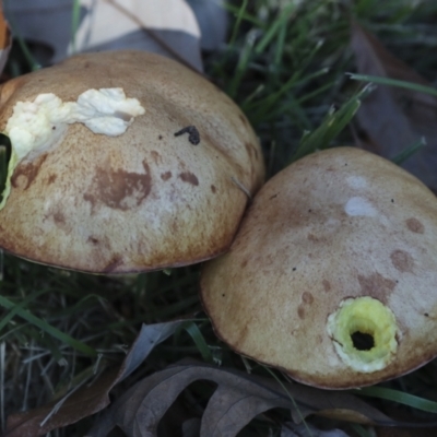 Unverified Bolete - Fleshy texture, stem central (more-or-less) at Yarralumla, ACT - 16 May 2022 by AlisonMilton