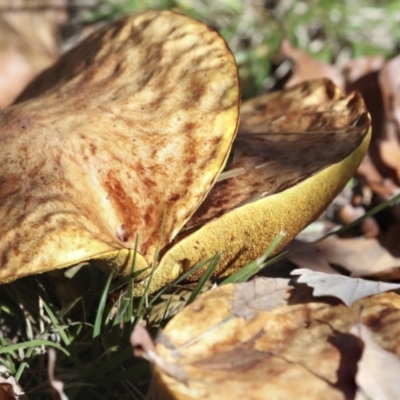 Suillus sp. (A bolete ) at Yarralumla, ACT - 16 May 2022 by AlisonMilton