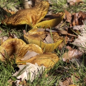 Suillus sp. at Yarralumla, ACT - 16 May 2022