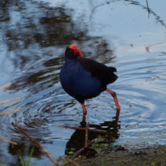 Porphyrio melanotus (Australasian Swamphen) at Tomakin, NSW - 28 May 2022 by MatthewFrawley