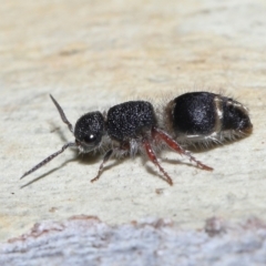 Eurymutilla sp. (genus) (A velvet "ant") at Acton, ACT - 10 Apr 2022 by TimL
