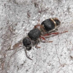 Eurymutilla sp. (genus) at ANBG - 10 Apr 2022