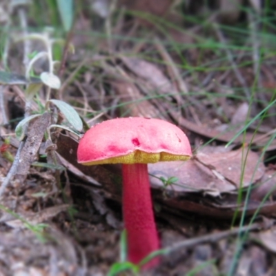 Boletellus obscurecoccineus (Rhubarb Bolete) at Wadbilliga National Park - 1 Apr 2018 by JimL