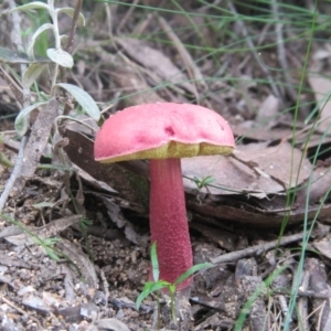 Boletellus obscurecoccineus at Countegany, NSW - 1 Apr 2018