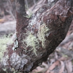 Usnea sp. (Bearded lichen) at Countegany, NSW - 1 Apr 2018 by JimL