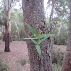 Eucalyptus radiata subsp. robertsonii (Robertson's Peppermint) at Countegany, NSW - 1 Apr 2018 by JimL