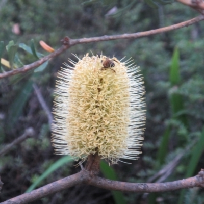 Banksia marginata (Silver Banksia) at Wadbilliga National Park - 1 Apr 2018 by JimL