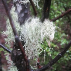 Usnea sp. (Bearded lichen) at Paddys River, ACT - 8 Aug 2020 by JimL