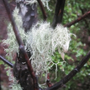 Usnea sp. (genus) at Paddys River, ACT - 8 Aug 2020